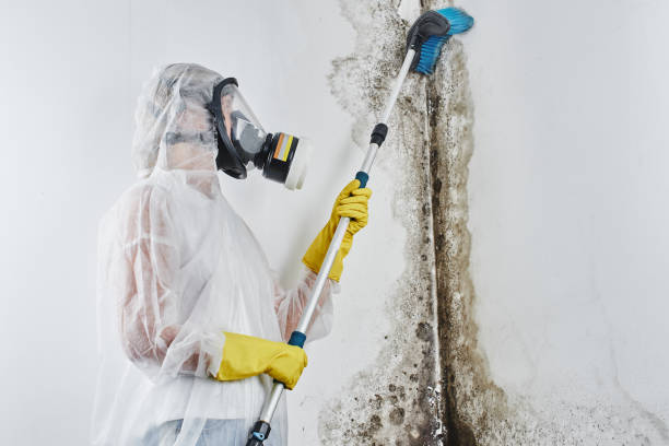 Water damage restoration mold remediation in West Lake Hills, TX